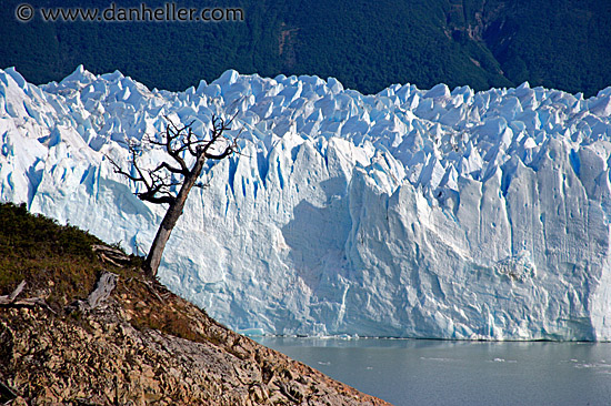 glacier-n-tree.jpg