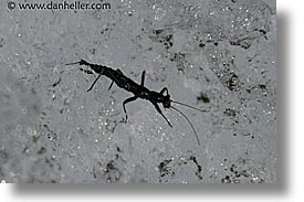 bug, close ups, glaciers, horizontal, latin america, moreno glacier, patagonia, rare, photograph