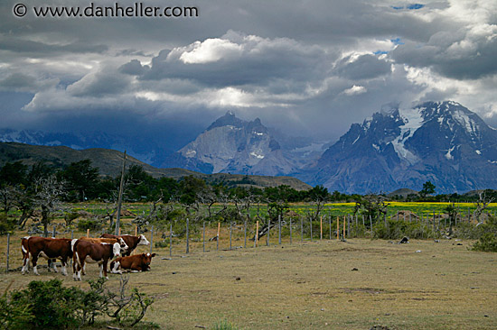 cows-n-mtns.jpg