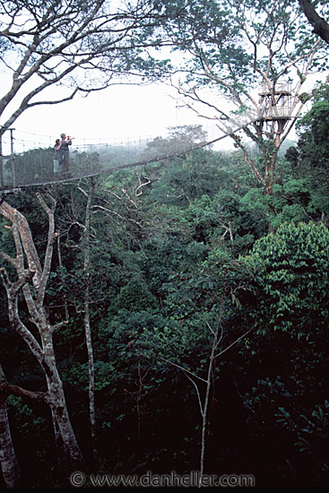 canopy-0003.jpg