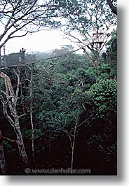 amazon, canopy, jungle, latin america, peru, rivers, vertical, photograph