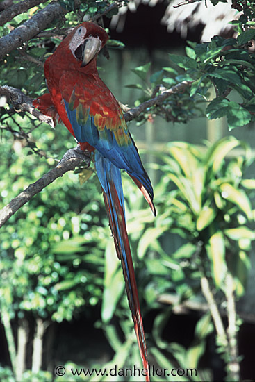 macaw-0003.jpg