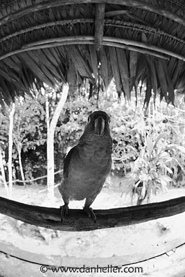 macaw-0008.jpg