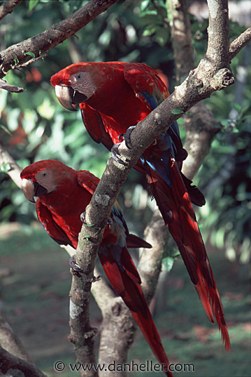 macaws-0004.jpg