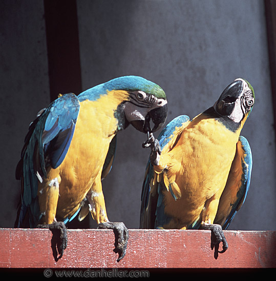 macaws-0005.jpg