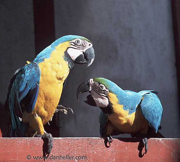 macaws-0006.jpg