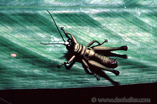 insects-0008.jpg