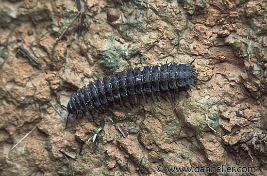 millipede.jpg