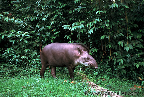 tapir.jpg