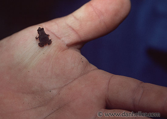 tiny-frog.jpg