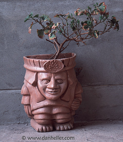 potted-plant.jpg