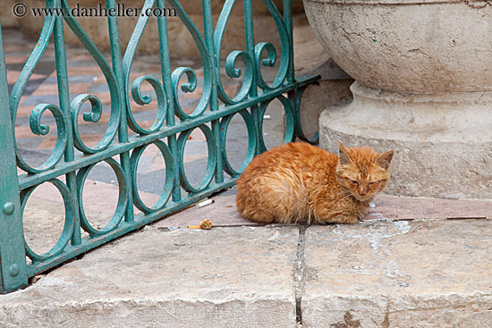cat-sleeping-by-gate-1.jpg