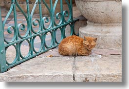 cats, gates, horizontal, israel, jerusalem, middle east, sleeping, photograph