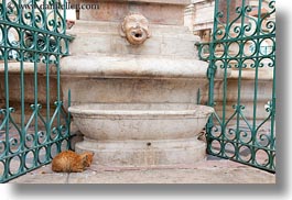 cats, gates, horizontal, israel, jerusalem, middle east, sleeping, photograph