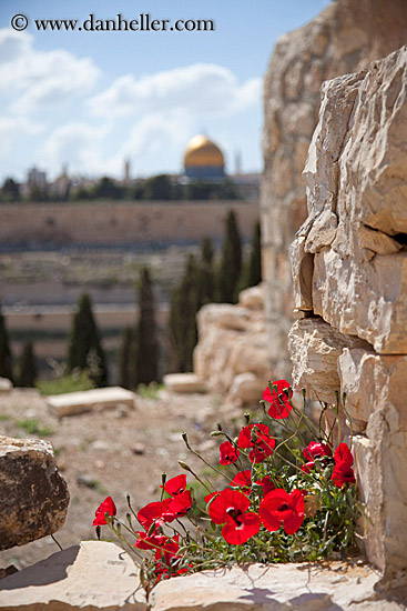 red-poppies-n-dome-of-the-rock-1.jpg