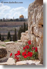 domes, israel, jerusalem, middle east, poppies, red, rocks, vertical, photograph