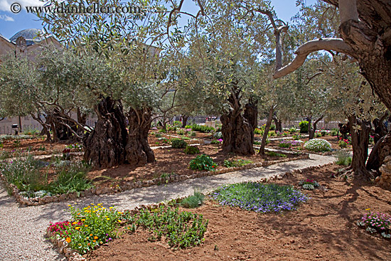 garden-of-olives-1.jpg