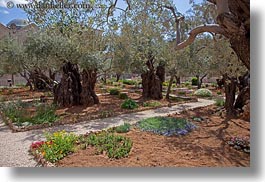 images/MiddleEast/Israel/Jerusalem/ReligiousSites/Gethsemane/garden-of-olives-1.jpg