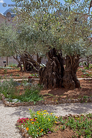 garden-of-olives-2.jpg