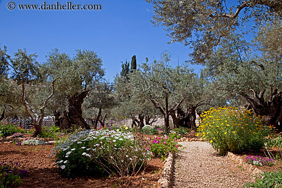 garden-of-olives-3.jpg