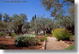 images/MiddleEast/Israel/Jerusalem/ReligiousSites/Gethsemane/garden-of-olives-3.jpg