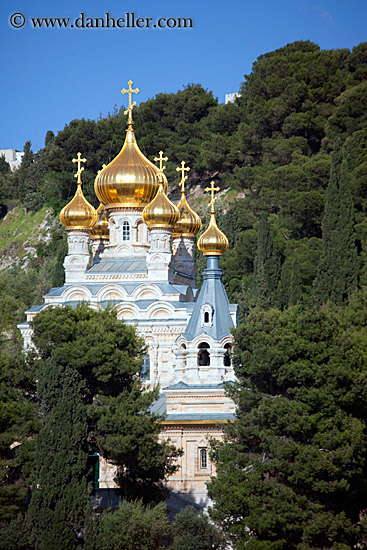 cathedral-n-trees-3.jpg