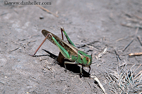 grasshopper.jpg