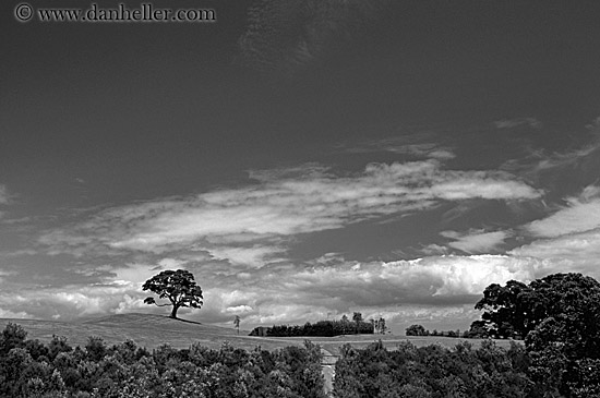 tree-n-sky-bw.jpg