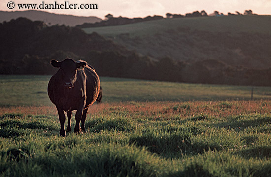 cow-in-pasture.jpg