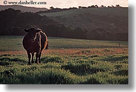 images/NewZealand/BayofIslands/cow-in-pasture.jpg