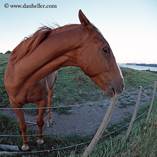 fisheye-horse-1.jpg