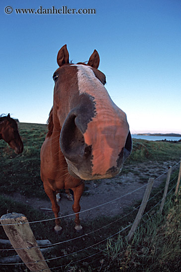 fisheye-horse-2.jpg