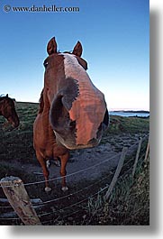images/NewZealand/BayofIslands/fisheye-horse-2.jpg