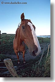 images/NewZealand/BayofIslands/fisheye-horse-3.jpg