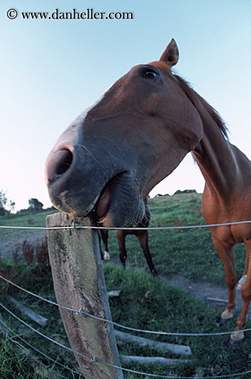 fisheye-horse-4.jpg