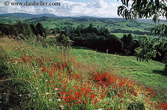 wildflower-hillside-01.jpg