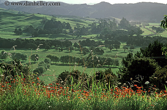 wildflower-hillside-02.jpg