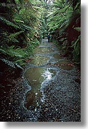images/NewZealand/Forest/jungle-path-1.jpg