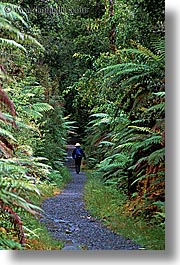 forests, jungle, new zealand, paths, vertical, photograph