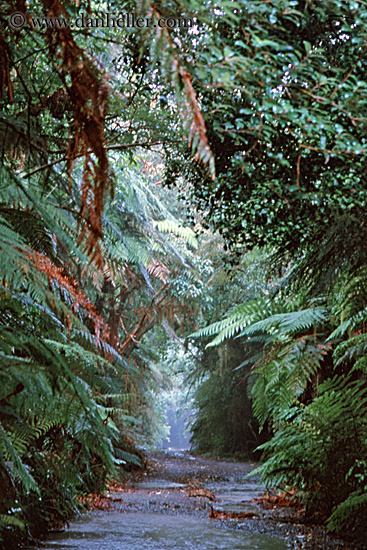 jungle-path-4.jpg