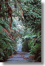 images/NewZealand/Forest/jungle-path-4.jpg