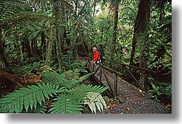 images/NewZealand/Forest/lush-forest-01.jpg
