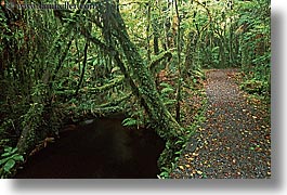 images/NewZealand/Forest/lush-forest-02.jpg