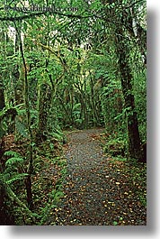 images/NewZealand/Forest/lush-forest-03.jpg
