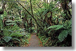 images/NewZealand/Forest/lush-forest-04.jpg