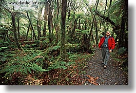 images/NewZealand/Forest/lush-forest-05.jpg