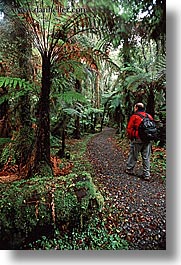 images/NewZealand/Forest/lush-forest-07.jpg