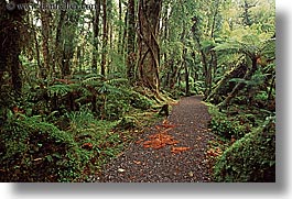 images/NewZealand/Forest/lush-forest-08.jpg