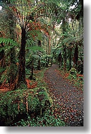 images/NewZealand/Forest/lush-forest-09.jpg