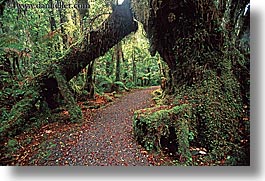 images/NewZealand/Forest/lush-forest-10.jpg
